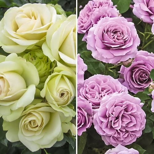 Комплект роз флорибунд Love Story из 2 саженцев рисунок 1 артикул 6063