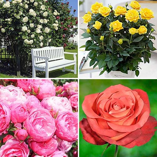 Комплект роз Хит сезона из 4 сортов рисунок 1 артикул 4618