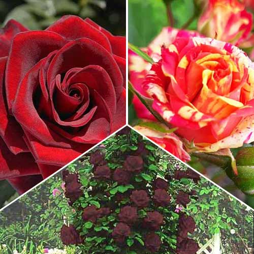 Комплект роз Магия огня из 3 сортов рисунок 1 артикул 4615