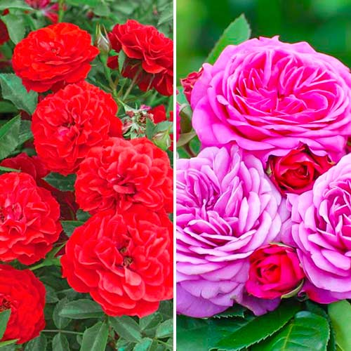 Комплект роз Патио из 2 саженцев рисунок 1 артикул 5741