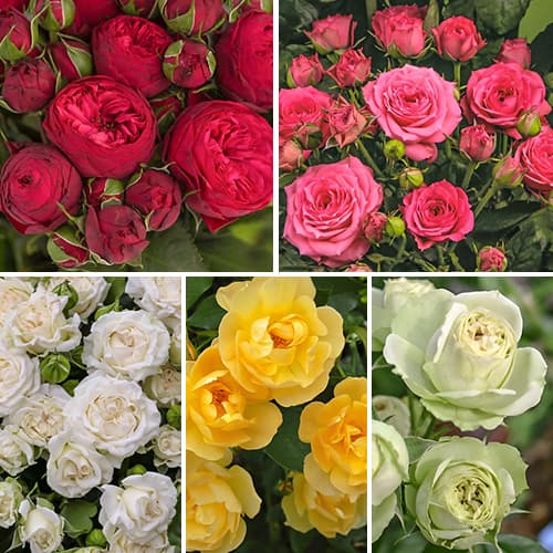 Комплект роз спрей Цветной микс из 5 саженцев рисунок 1 артикул 6064