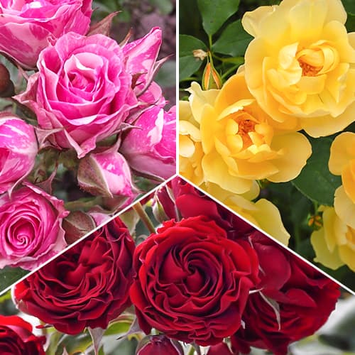 Комплект троянд спрей Триколор з 3 сортів зображення 1 артикул 1525