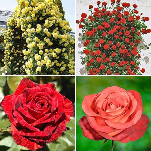 Комплект роз Танго из 4 сортов рисунок 1 артикул 4617