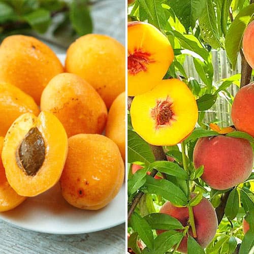 Комплект Урожайная парочка из 2 сортов рисунок 1 артикул 4834