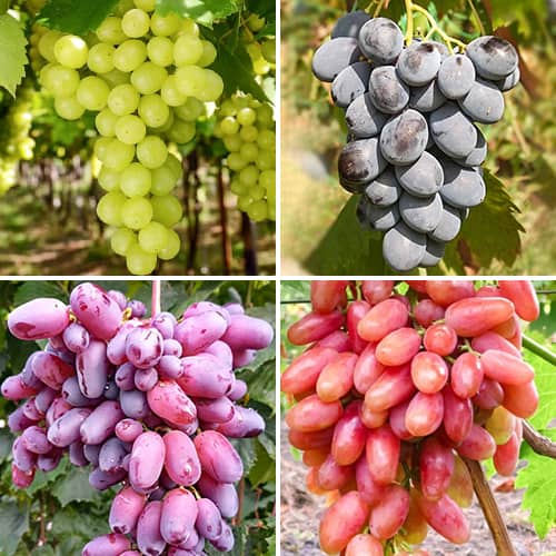 Комплект винограда Гордость виноградарей из 4 сортов рисунок 1 артикул 4887