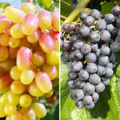 Комплект винограду Рожеве вино з 2 сортів зображення 1 артикул 4951