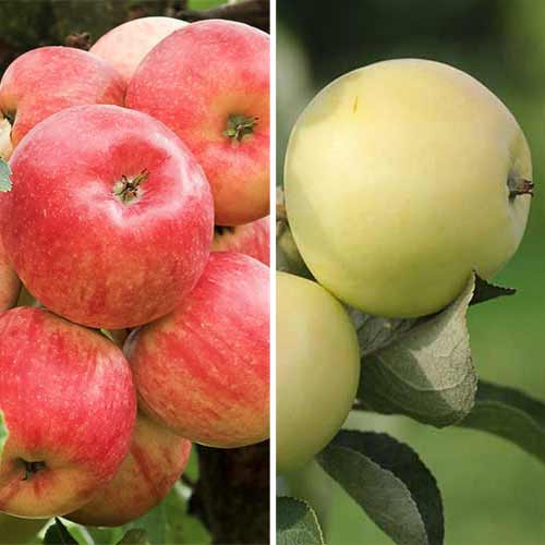 Комплект Яблучний пиріг з 2 сортів артикул фото 1 Комплект Яблучний пиріг з 2 сортів зображення 1 артикул 5756