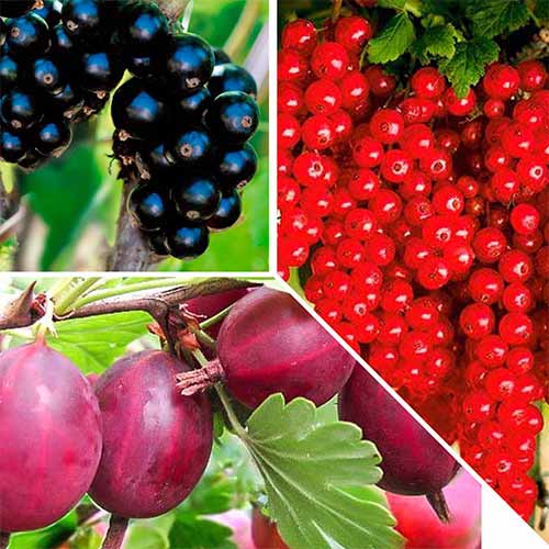 Комплект ягодных Мультивитамин из 3 сортов рисунок 1 артикул 5769