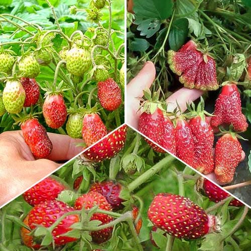 Комплект земклуніки Солодкий мікс з 3 сортів артикул фото 1 Комплект земклуніки Солодкий мікс з 3 сортів зображення 1 артикул 4944