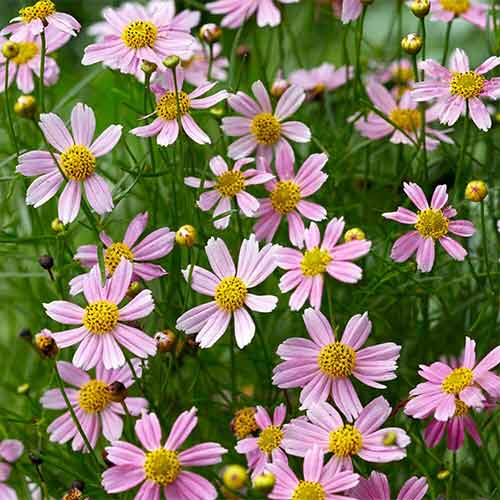 Кореопсис Американ Дрим артикул фото 1 Кореопсис Американ Дрим рисунок 1 артикул 01353