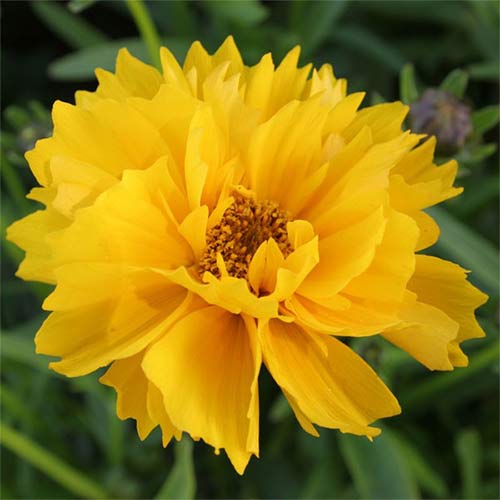 Кореопсис Санрей артикул фото 1 Кореопсис Санрей рисунок 1 артикул 01354