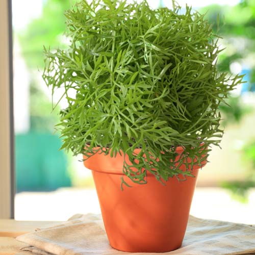 Кориандр Ажур, семена рисунок 1 артикул 65337