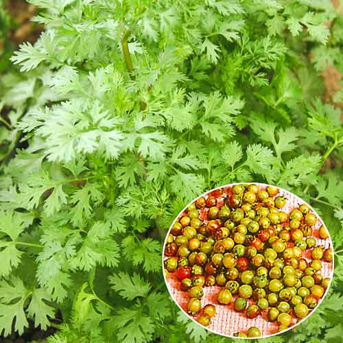 Коріандр Янтар Seedera зображення 1 артикул 66472