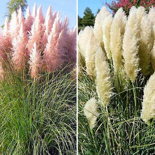 Комплект кортадерій з 2 саджанців зображення 1 артикул 76680