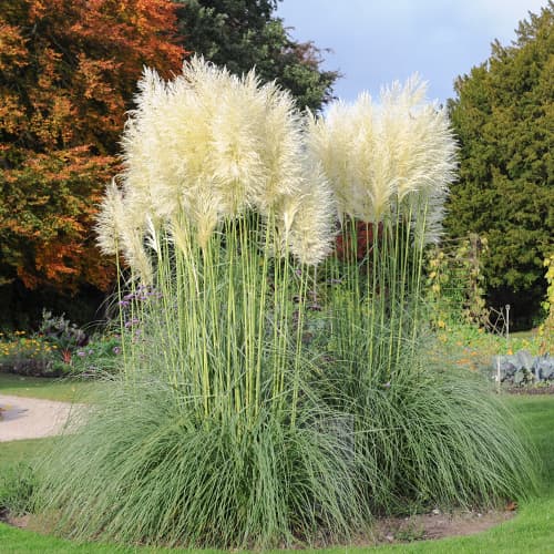 Кортадерія (пампасна трава) White Feather артикул фото 1 Кортадерія (пампасна трава) White Feather зображення 1 артикул 4753