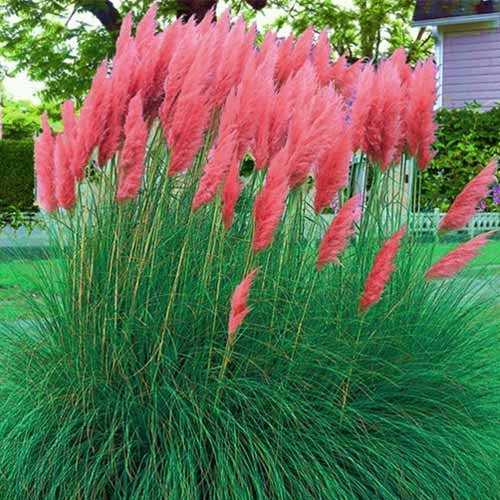 Кортадерія (пампасна трава) червона зображення 1 артикул 9066