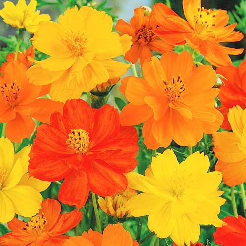 Космея Карпет, суміш забарвлень зображення 1 артикул 72762