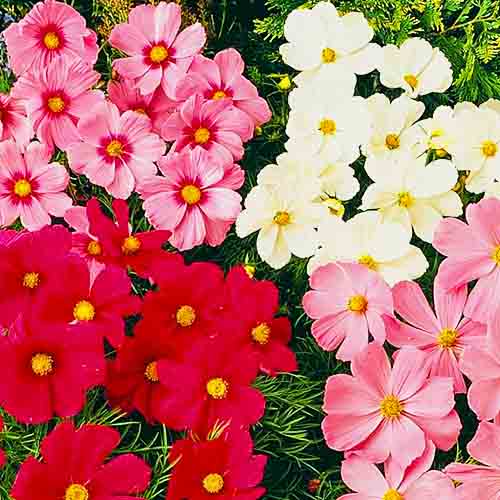 Космея Космік F1, суміш забарвлень Елітсорт зображення 1 артикул 90578