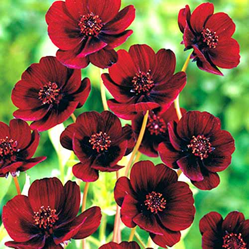 Космея (космос) Chocolate Ruffle зображення 1 артикул 70368