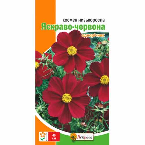 Космея низкорослая Ярко красная Яскрава рисунок 1 артикул 77025