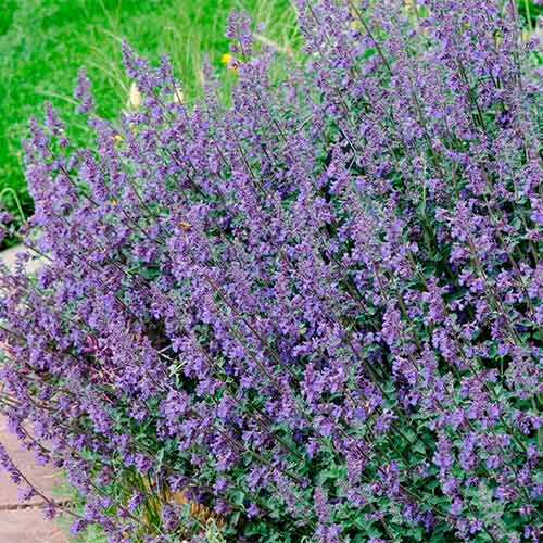 Котяча м'ята Сікс Хіллс Джаянт зображення 1 артикул 01355