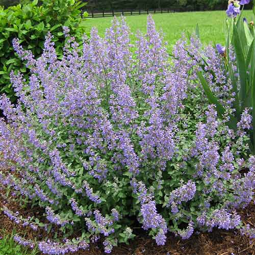 Котяча м'ята Уолкерс Лоу артикул фото 1 Котяча м'ята Уолкерс Лоу зображення 1 артикул 01356