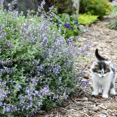 Котовник лекарственный рисунок 1 артикул 72273