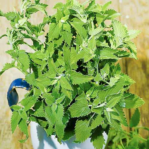 Котовник лимонный Seedera рисунок 1 артикул 65649