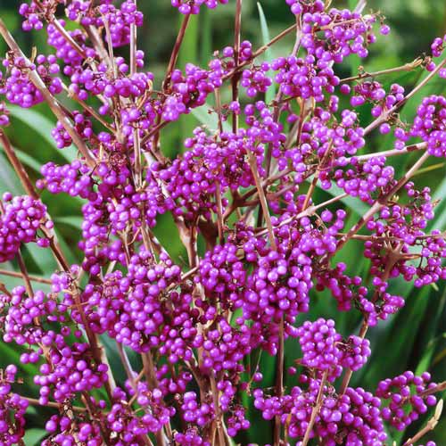 Красивоплодник Бодиньера Геральди рисунок 2 артикул 9532