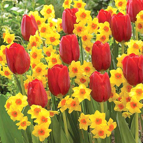 Суперпредложение! Комплект нарциссов, тюльпанов Триумф из 25 луковиц рисунок 1 артикул 67906