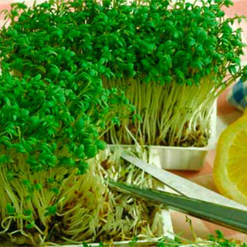 Кресс-салат Афродита, семена рисунок 1 артикул 66532