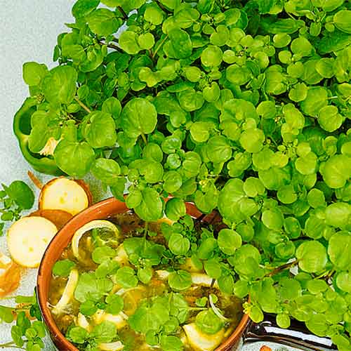 Кресс-салат Пикантный, семена рисунок 1 артикул 66533