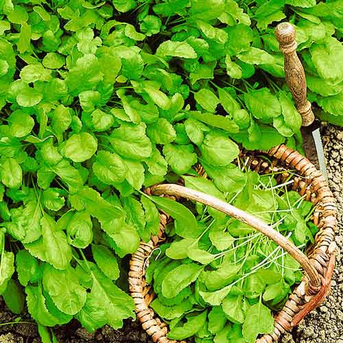 Кресс-салат Широколистный Seedera рисунок 1 артикул 66475