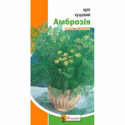 Крiп кущовий Амброзiя Яскрава зображення 1 артикул 99901