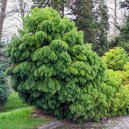 Криптомерія японська Елеганс Вірідіс артикул фото 1 Криптомерія японська Елеганс Вірідіс зображення 1 артикул 9425