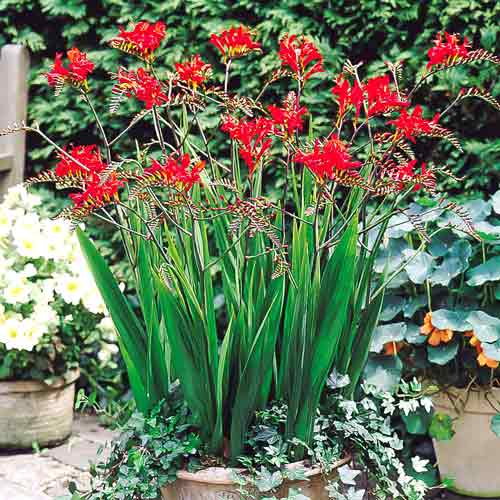 Крокосмія Люцифер зображення 1 артикул 76204