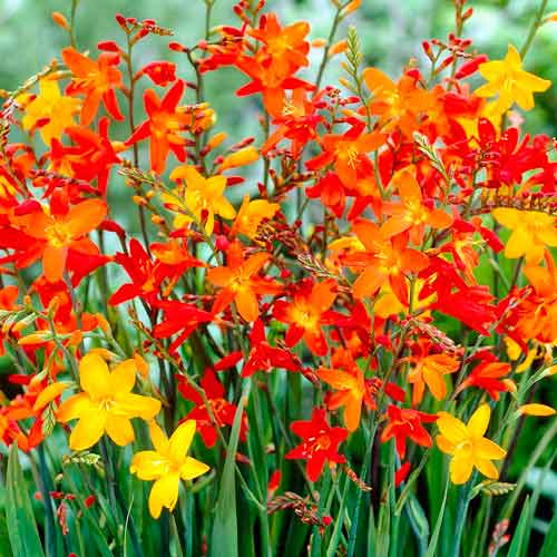 Крокосмія, мікс зображення 1 артикул 76404