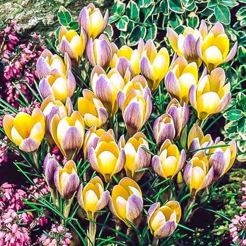 Крокус Advance зображення 1 артикул 68060