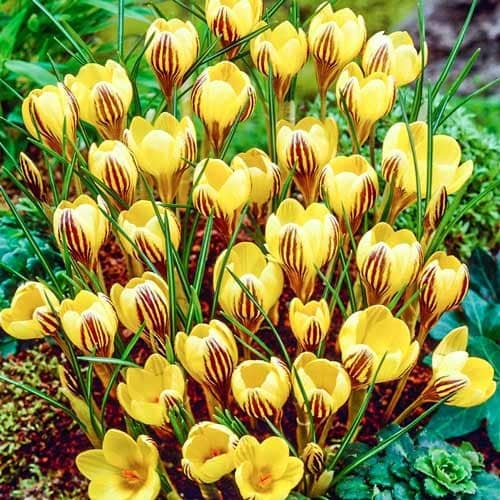 Крокус Gipsy Girl зображення 1 артикул 67617