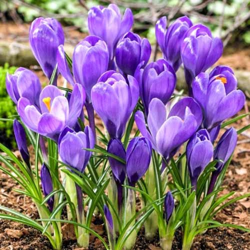 Крокус Blue артикул фото 1 Крокус Blue зображення 1 артикул 67615