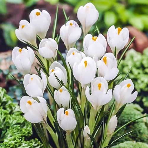 Крокус Jeanne d' Arc зображення 1 артикул 67332