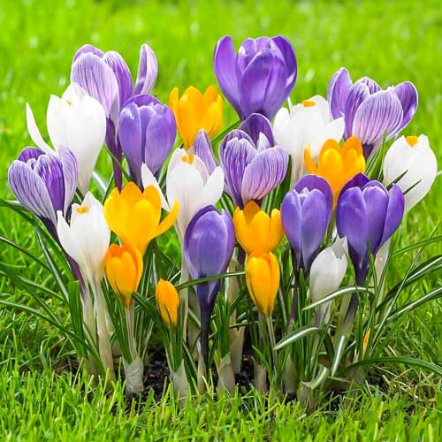 Крокус Весенняя палитра, микс рисунок 1 артикул 68015