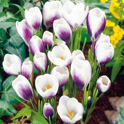 Крокус Принц Клаус, луковицы рисунок 1 артикул 67618