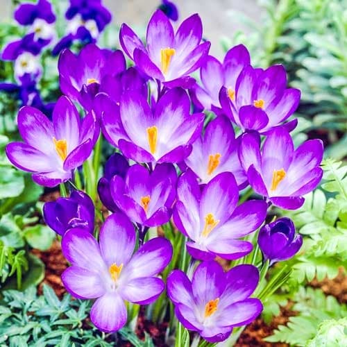 Крокус Руби Гиант рисунок 1 артикул 67338