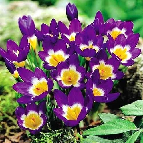 Крокус Sieberi Tricolor зображення 1 артикул 67620