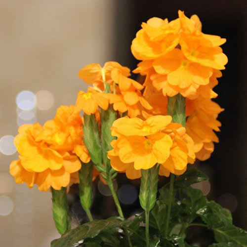 Кроссандра Тропік жовта, насіння зображення 1 артикул 66214