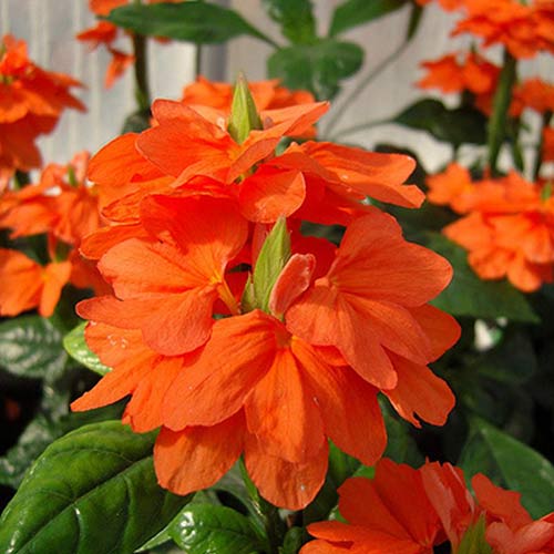 Кроссандра Тропік червона, насіння зображення 2 артикул 66215