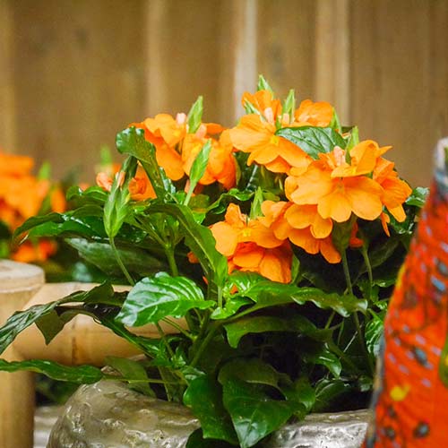 Кроссандра Тропік червона, насіння зображення 3 артикул 66215