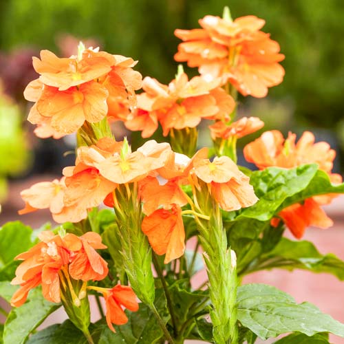 Кроссандра Тропік червона, насіння зображення 1 артикул 66215