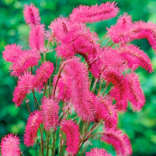 Родовик, цибулини зображення 1 артикул 76362